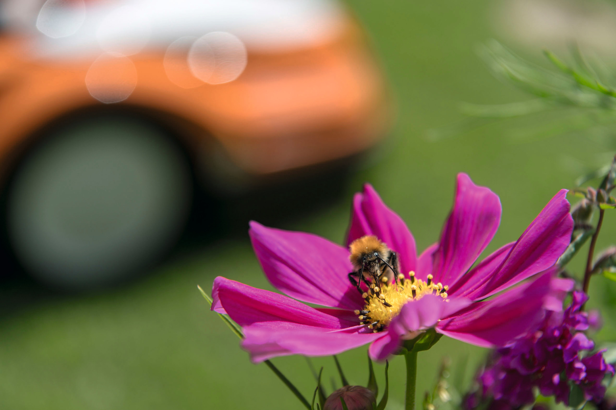 La biodiversité chez STIHL