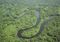 La forêt tropicale, un écosystème menacé